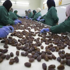 From Date Palm to Shop Shelf: The Journey of a Palestinian Date